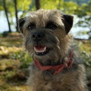 Strays - galeria zdjęć - filmweb