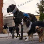 Strays - galeria zdjęć - filmweb