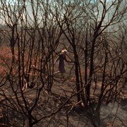O que arde - galeria zdjęć - filmweb