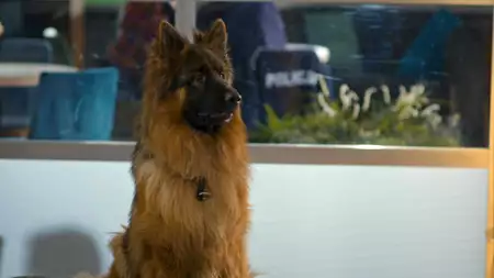 Komisarz Alex - galeria zdjęć - filmweb