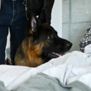 Komisarz Alex - galeria zdjęć - filmweb