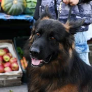 Komisarz Alex - galeria zdjęć - filmweb