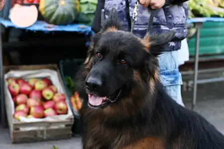 Komisarz Alex - galeria zdjęć - filmweb