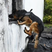 Komisarz Alex - galeria zdjęć - filmweb