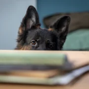 Komisarz Alex - galeria zdjęć - filmweb