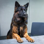 Komisarz Alex - galeria zdjęć - filmweb