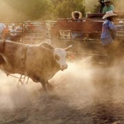 Bull - galeria zdjęć - filmweb
