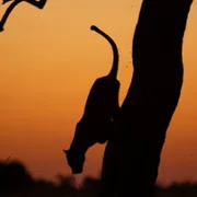 Big Cats 24/7 - galeria zdjęć - filmweb