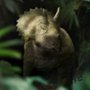 Wędrówki z dinozaurami - galeria zdjęć