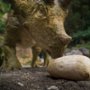Wędrówki z dinozaurami - galeria zdjęć