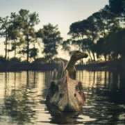 Wędrówki z dinozaurami - galeria zdjęć - filmweb