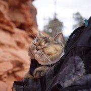 Cat Daddies - galeria zdjęć - filmweb