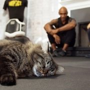 Cat Daddies - galeria zdjęć - filmweb