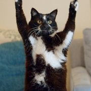 Cat Daddies - galeria zdjęć - filmweb