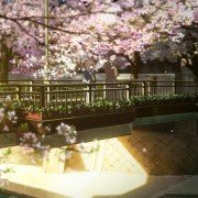 Koe no Katachi - galeria zdjęć - filmweb