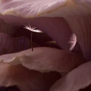 Plan&egrave;tes - galeria zdjęć - filmweb