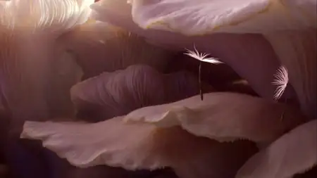 Dmuchawce - galeria zdjęć - filmweb