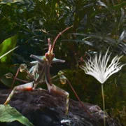 Plan&egrave;tes - galeria zdjęć - filmweb