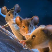 Hvis ingen går i fella - galeria zdjęć - filmweb