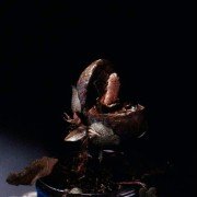 Little Shop of Horrors - galeria zdjęć - filmweb