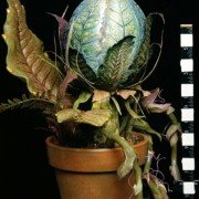 Little Shop of Horrors - galeria zdjęć - filmweb