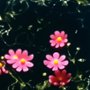 The Book of Flowers - galeria zdjęć