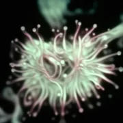 The Book of Flowers - galeria zdjęć - filmweb