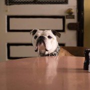 Paterson - galeria zdjęć - filmweb
