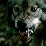 Blood and Chocolate - galeria zdjęć - filmweb