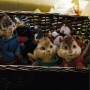 Alvin i wiewi&oacute;rki - galeria zdjęć