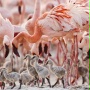 Karmazynowe skrzydła: Tajemnice flaming&oacute;w - galeria zdjęć