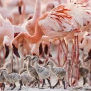 The Crimson Wing: Mystery of the Flamingos - galeria zdjęć - filmweb