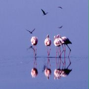 Karmazynowe skrzydła: Tajemnice flamingów - galeria zdjęć - filmweb