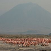 The Crimson Wing: Mystery of the Flamingos - galeria zdjęć - filmweb