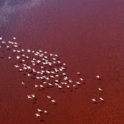 The Crimson Wing: Mystery of the Flamingos - galeria zdjęć - filmweb