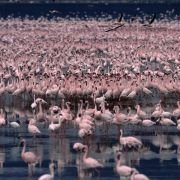 The Crimson Wing: Mystery of the Flamingos - galeria zdjęć - filmweb