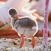 The Crimson Wing: Mystery of the Flamingos - galeria zdjęć - filmweb