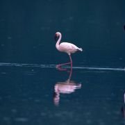 The Crimson Wing: Mystery of the Flamingos - galeria zdjęć - filmweb