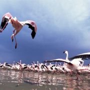 The Crimson Wing: Mystery of the Flamingos - galeria zdjęć - filmweb