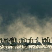 The Crimson Wing: Mystery of the Flamingos - galeria zdjęć - filmweb