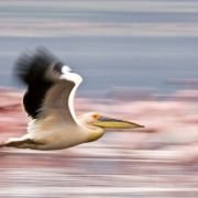 The Crimson Wing: Mystery of the Flamingos - galeria zdjęć - filmweb