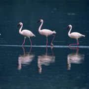 The Crimson Wing: Mystery of the Flamingos - galeria zdjęć - filmweb
