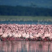 The Crimson Wing: Mystery of the Flamingos - galeria zdjęć - filmweb