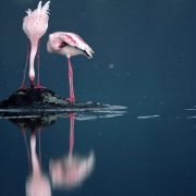 The Crimson Wing: Mystery of the Flamingos - galeria zdjęć - filmweb