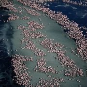 The Crimson Wing: Mystery of the Flamingos - galeria zdjęć - filmweb