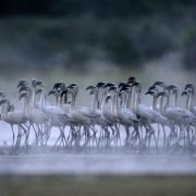 The Crimson Wing: Mystery of the Flamingos - galeria zdjęć - filmweb