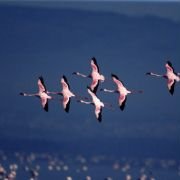 The Crimson Wing: Mystery of the Flamingos - galeria zdjęć - filmweb