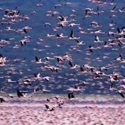 The Crimson Wing: Mystery of the Flamingos - galeria zdjęć - filmweb