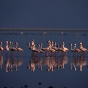 The Crimson Wing: Mystery of the Flamingos - galeria zdjęć - filmweb