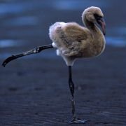The Crimson Wing: Mystery of the Flamingos - galeria zdjęć - filmweb